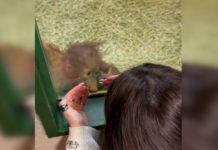 Орангутанг в зоопарке оценил маникюр женщины — такой реакции никто не ожидал