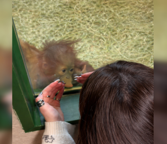Орангутанг в зоопарке оценил маникюр женщины — такой реакции никто не ожидал