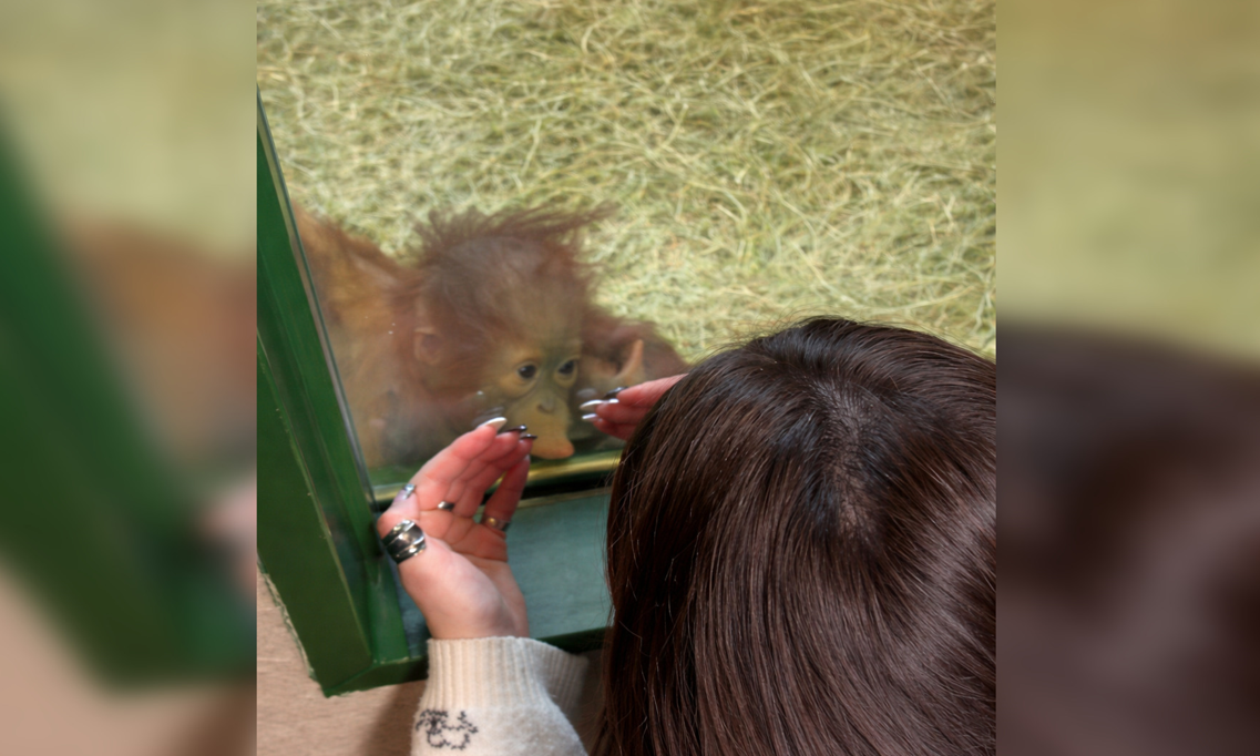 Орангутанг в зоопарке оценил маникюр женщины — такой реакции никто не ожидал