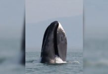 До 5 метров в длину: названо животное с самым огромным ртом на Земле (видео)