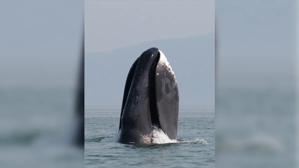 До 5 метров в длину: названо животное с самым огромным ртом на Земле (видео)