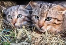 Нацпарк «Тузловские лиманы» выпустил на свободу пятерых лесных хищников, — ФОТО