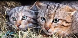 Нацпарк «Тузловские лиманы» выпустил на свободу пятерых лесных хищников, — ФОТО