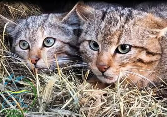 Нацпарк «Тузловские лиманы» выпустил на свободу пятерых лесных хищников, — ФОТО