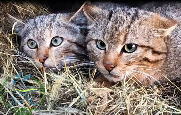 Нацпарк «Тузловские лиманы» выпустил на свободу пятерых лесных хищников, — ФОТО