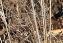 Отравился, но выжил: в Одесской области хищного луня вернули в дикую природу, — ФОТО