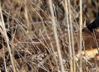 Отравился, но выжил: в Одесской области хищного луня вернули в дикую природу, — ФОТО