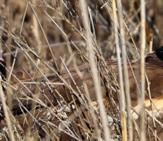 Отравился, но выжил: в Одесской области хищного луня вернули в дикую природу, — ФОТО