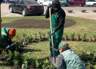 Одессу массово озеленяют: тысячи новых кустов высадили в центре города, — ФОТО