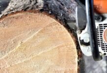 Минус два дерева: в Одессе мужчина заплатил за вред природе