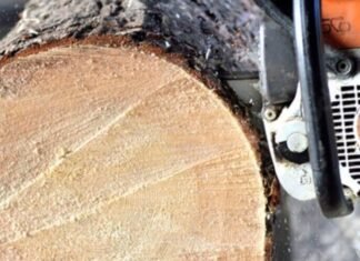 Минус два дерева: в Одессе мужчина заплатил за вред природе