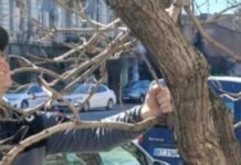 Украинец из Германии бесплатно взялся за деревья в Одессе, – ФОТО