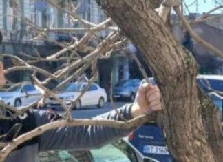 Украинец из Германии бесплатно взялся за деревья в Одессе, – ФОТО