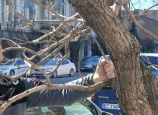Украинец из Германии бесплатно взялся за деревья в Одессе, – ФОТО