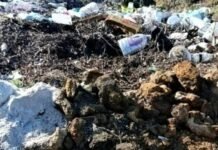 В Одесской области убрали три стихийные свалки после вмешательства экоинспекции