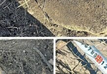 Массовая вырубка под Одессой: уничтожены десятки деревьев