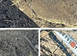 Массовая вырубка под Одессой: уничтожены десятки деревьев