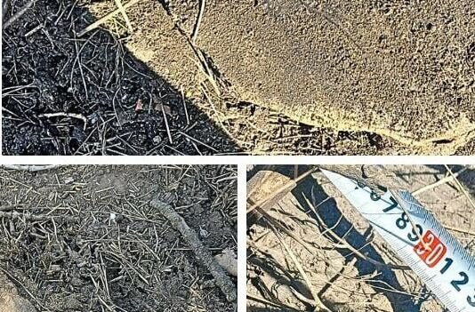 Массовая вырубка под Одессой: уничтожены десятки деревьев