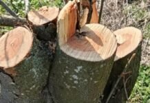 В Одесской области вырубили десятки деревьев: ущерб превысил миллион, — ФОТО