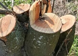 В Одесской области вырубили десятки деревьев: ущерб превысил миллион, — ФОТО