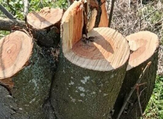 В Одесской области вырубили десятки деревьев: ущерб превысил миллион, — ФОТО