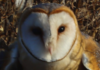 В Одесской области в дикую природу выпустили редкую сову, — ФОТО