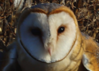 В Одесской области в дикую природу выпустили редкую сову, — ФОТО
