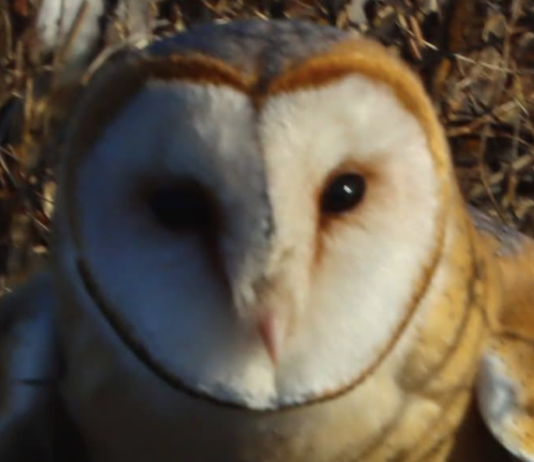 В Одесской области в дикую природу выпустили редкую сову, — ФОТО