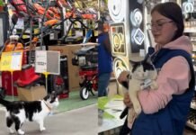 В Кривом Роге кошка работает в местном супермаркете: имеет необычное полное имя и должность (видео)