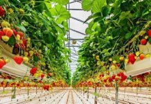 Как получить грант в аграрном секторе – правительство обновило правила