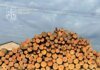 На Буковине перекрыт теневой экспорт леса в Молдову — 26 обысков и 10 миллионов наличными