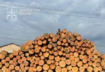 На Буковине перекрыт теневой экспорт леса в Молдову — 26 обысков и 10 миллионов наличными