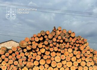 На Буковине перекрыт теневой экспорт леса в Молдову — 26 обысков и 10 миллионов наличными