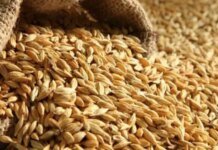 В МИД назвали страны, куда везут украденное украинское зерно с оккупированных территорий