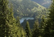 Зеленский анонсировал кадровые решения в госкомпании "Леса Украины"