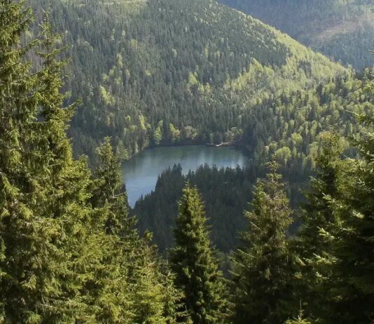 Зеленский анонсировал кадровые решения в госкомпании "Леса Украины"