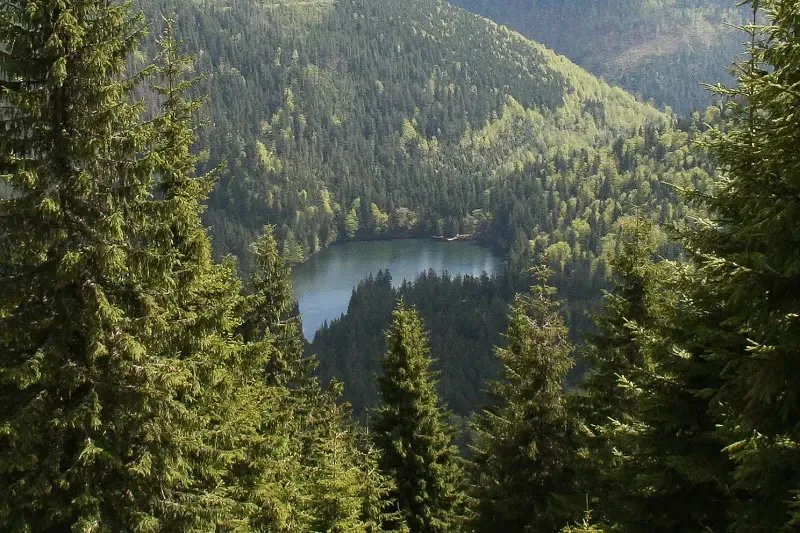 Зеленский анонсировал кадровые решения в госкомпании "Леса Украины"