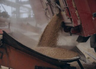 Украина нарастила валютную выручку от агроэкспорта — куда и что поставляет больше всего