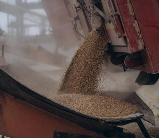 Украина нарастила валютную выручку от агроэкспорта — куда и что поставляет больше всего