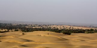 Чудесное преображение: найдено то, что превращает пустынный песок в плодородную почву (видео)