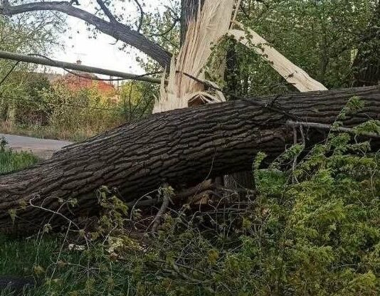 В Одессе из-за непогоды есть обрывы линий электропередач и уличного освещения, — ФОТО