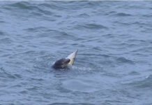 Следующими могут стать люди: тюлени-убийцы неожиданно начали нападать на дельфинов (фото)