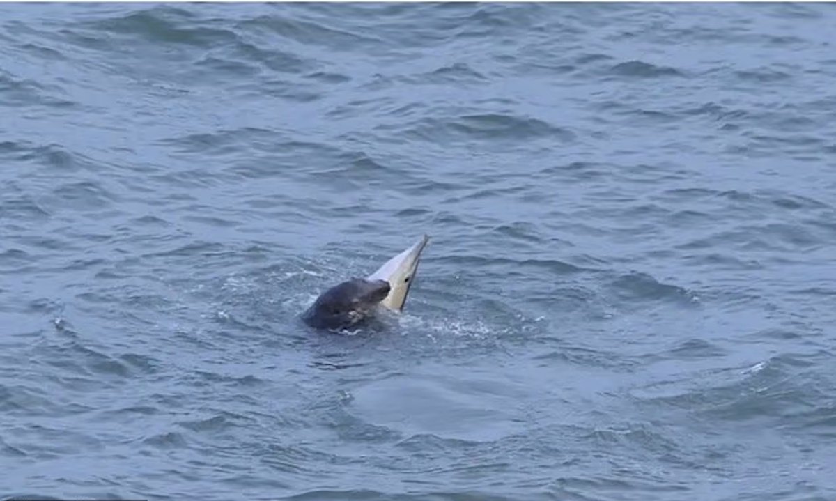 Следующими могут стать люди: тюлени-убийцы неожиданно начали нападать на дельфинов (фото)