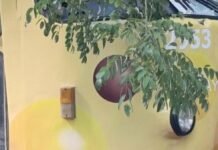 В Одессе из-за падения деревьев прекратилось движение трамваев