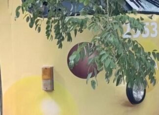 В Одессе из-за падения деревьев прекратилось движение трамваев