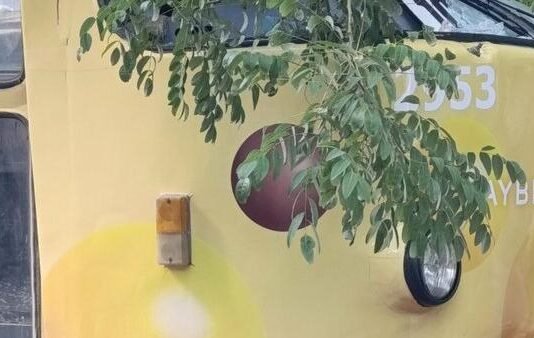 В Одессе из-за падения деревьев прекратилось движение трамваев