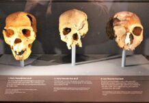 Кто мы на самом деле: двуногие без перьев, умные люди или политические животные (фото)