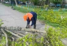 В Одессе ветер свалил 37 деревьев. Погода будет ухудшаться, – ФОТО