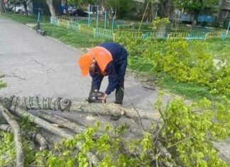 В Одессе ветер свалил 37 деревьев. Погода будет ухудшаться, – ФОТО
