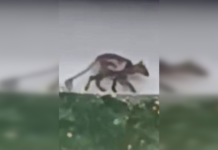 Была ли Чупакабра: ученые объяснили, кого поймали в объектив на Ивано-Франковщине